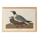 Poster about the laughing gull, based on an old engraving from 1827.
