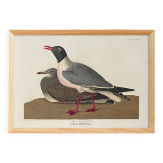 Poster about the laughing gull, based on an old engraving from 1827.