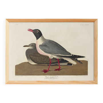Affiche sur la mouette rieuse, d’après une gravure ancienne de 1827.
