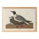 Poster about the laughing gull, based on an old engraving from 1827.
