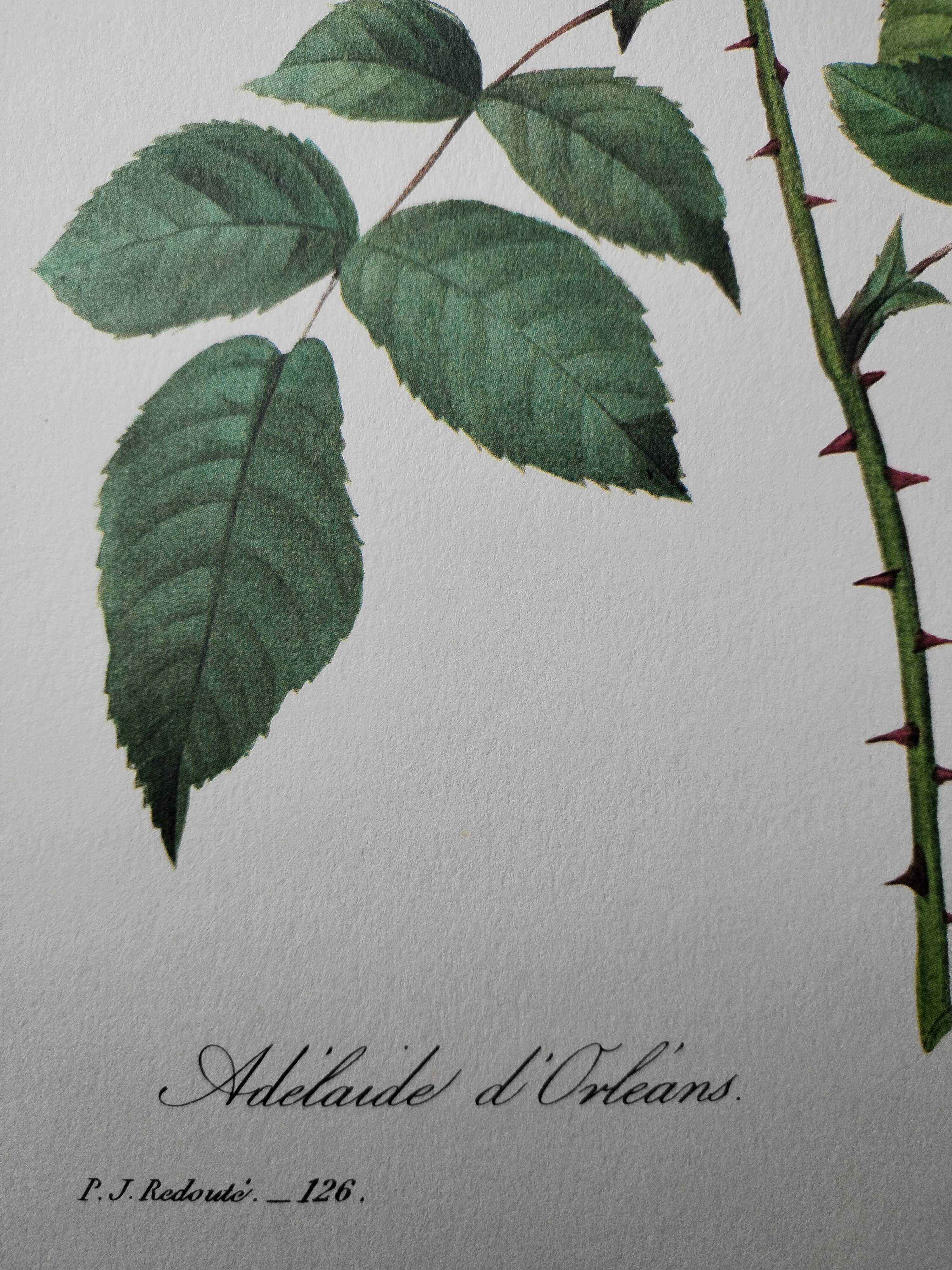 Planche illustrée originale Adélaïde d'Orléans