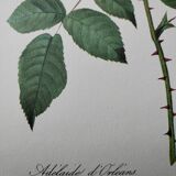 Planche illustrée originale Adélaïde d'Orléans