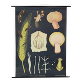 Large Vintage School Map Ergot Fungus Jung Koch Quentell