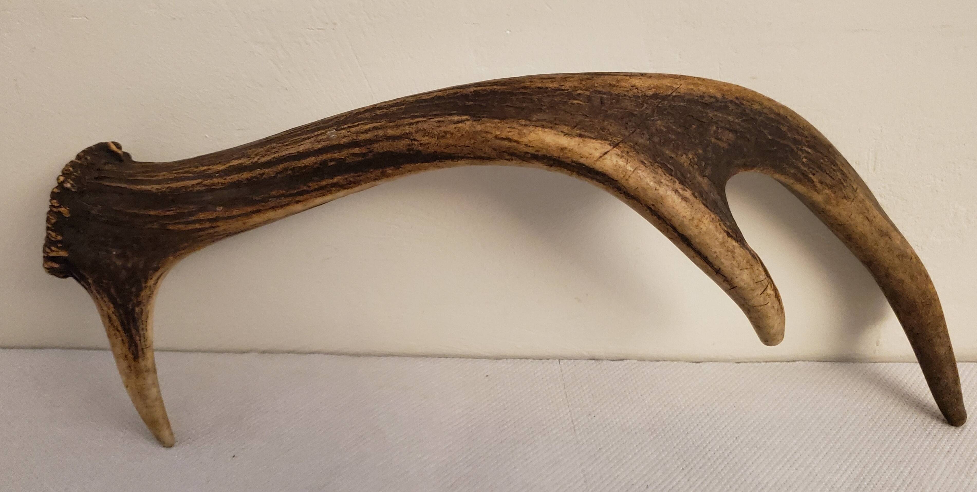 Deer antler