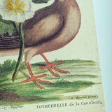 Old bird engraving - Dove - Zoological plate by Seligmann & Catesby. 1973