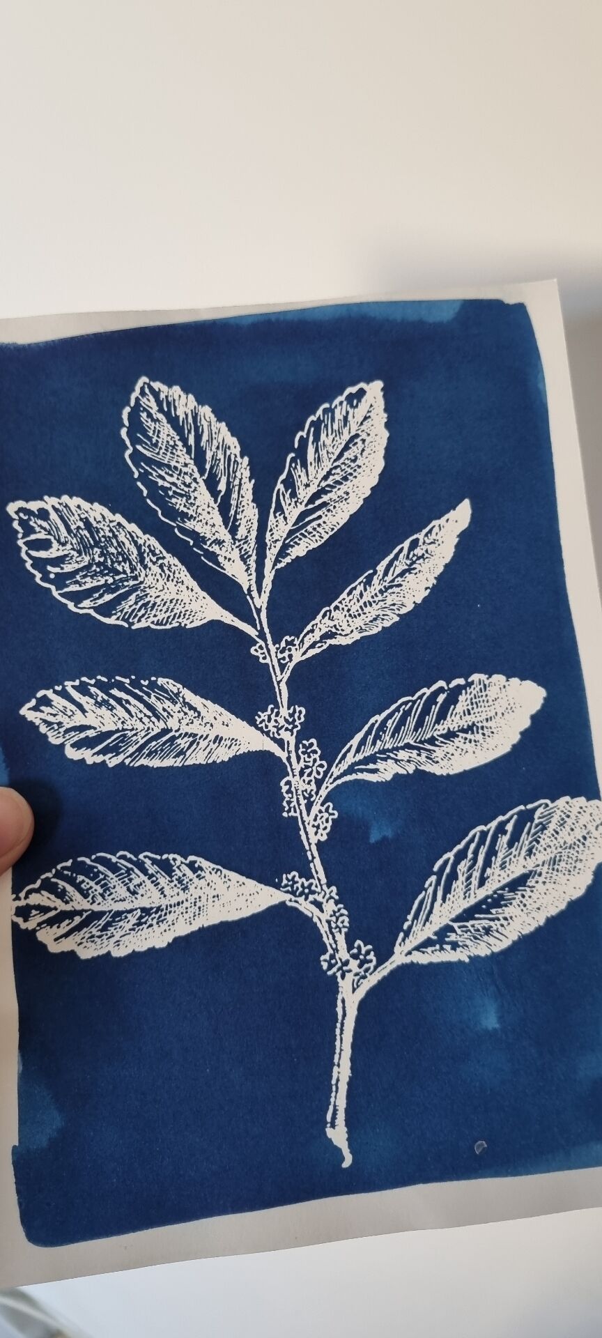 Cyanotype botanique
