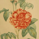 Lithographie JP Redouté encadrée - Belle Rubanée