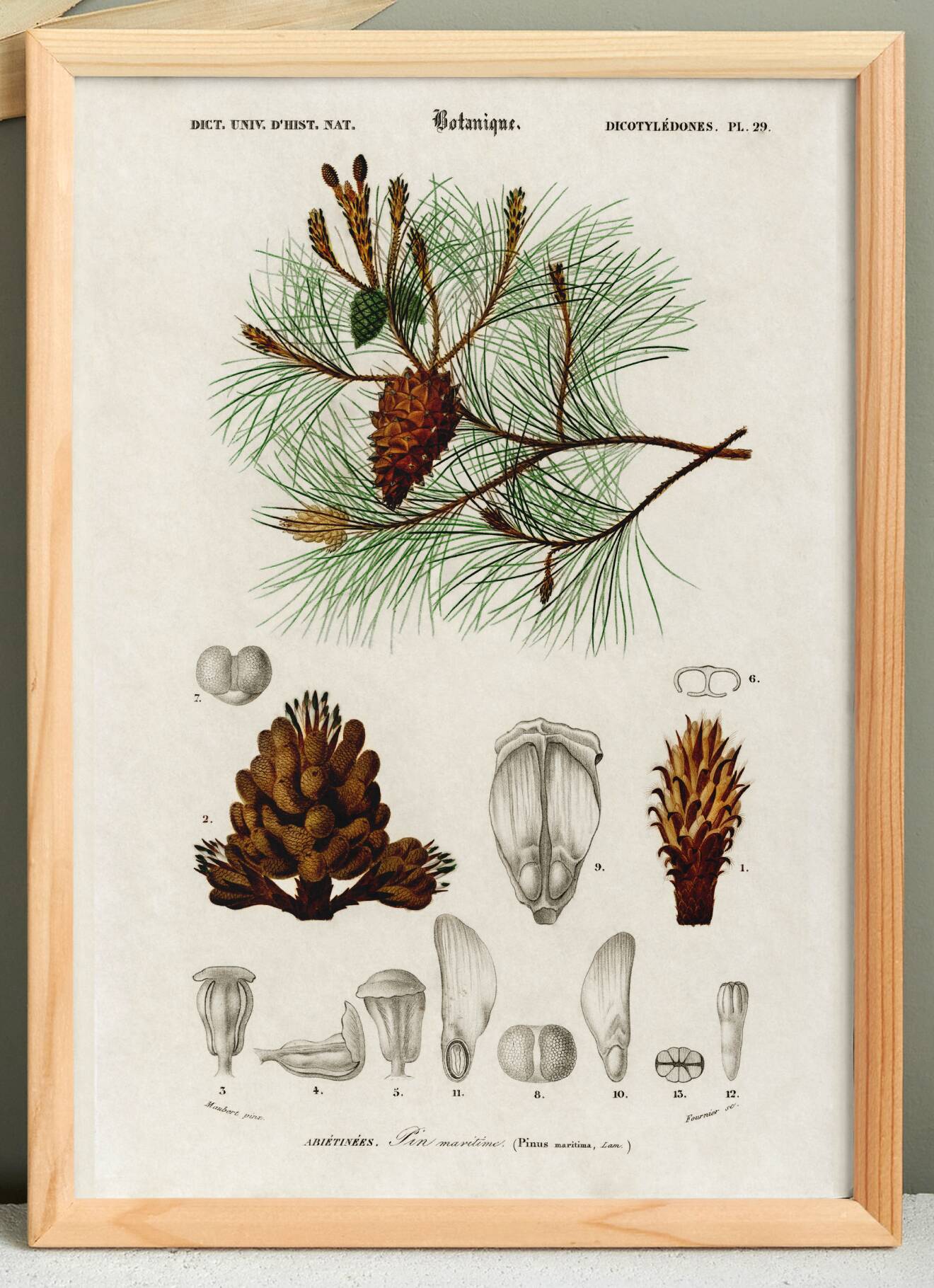 Poster about the maritime pine, based on an old engraving from 1849.