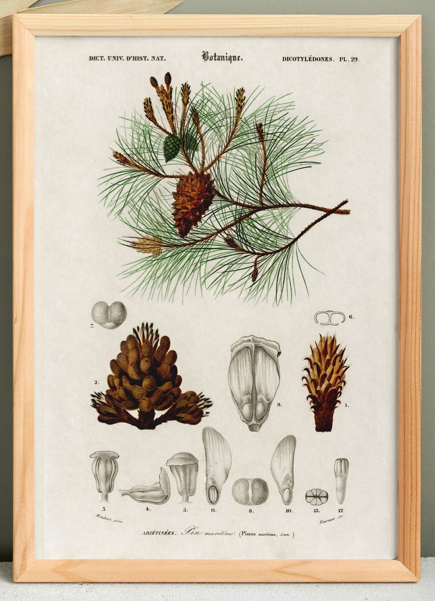 Affiche sur le pin maritime, d’après une gravure ancienne de 1849.