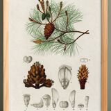 Poster about the maritime pine, based on an old engraving from 1849.