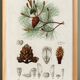 Poster about the maritime pine, based on an old engraving from 1849.