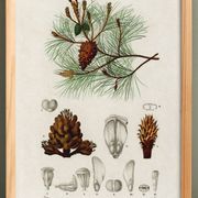 Affiche sur le pin maritime, d’après une gravure ancienne de 1849.