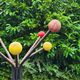 Atomic coat rack in metal and wooden balls / 1950s