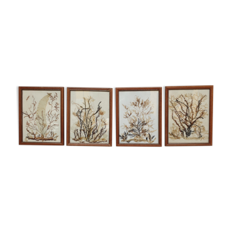 Herbier marin alguier series four frames