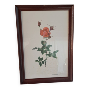 Gravure botanique encadrée - rose