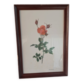 Gravure botanique encadrée — Rose Montezuma par Lotte Günthart, 1976