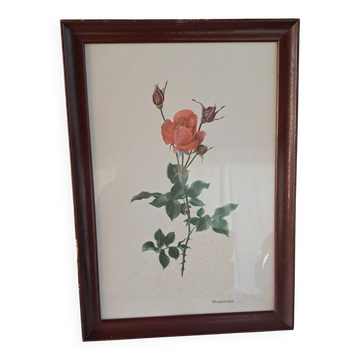 Gravure botanique encadrée — Rose Montezuma par Lotte Günthart, 1976