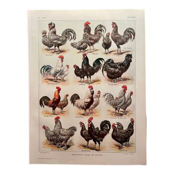 Lithographie sur les poules (XXXIV) - 1920