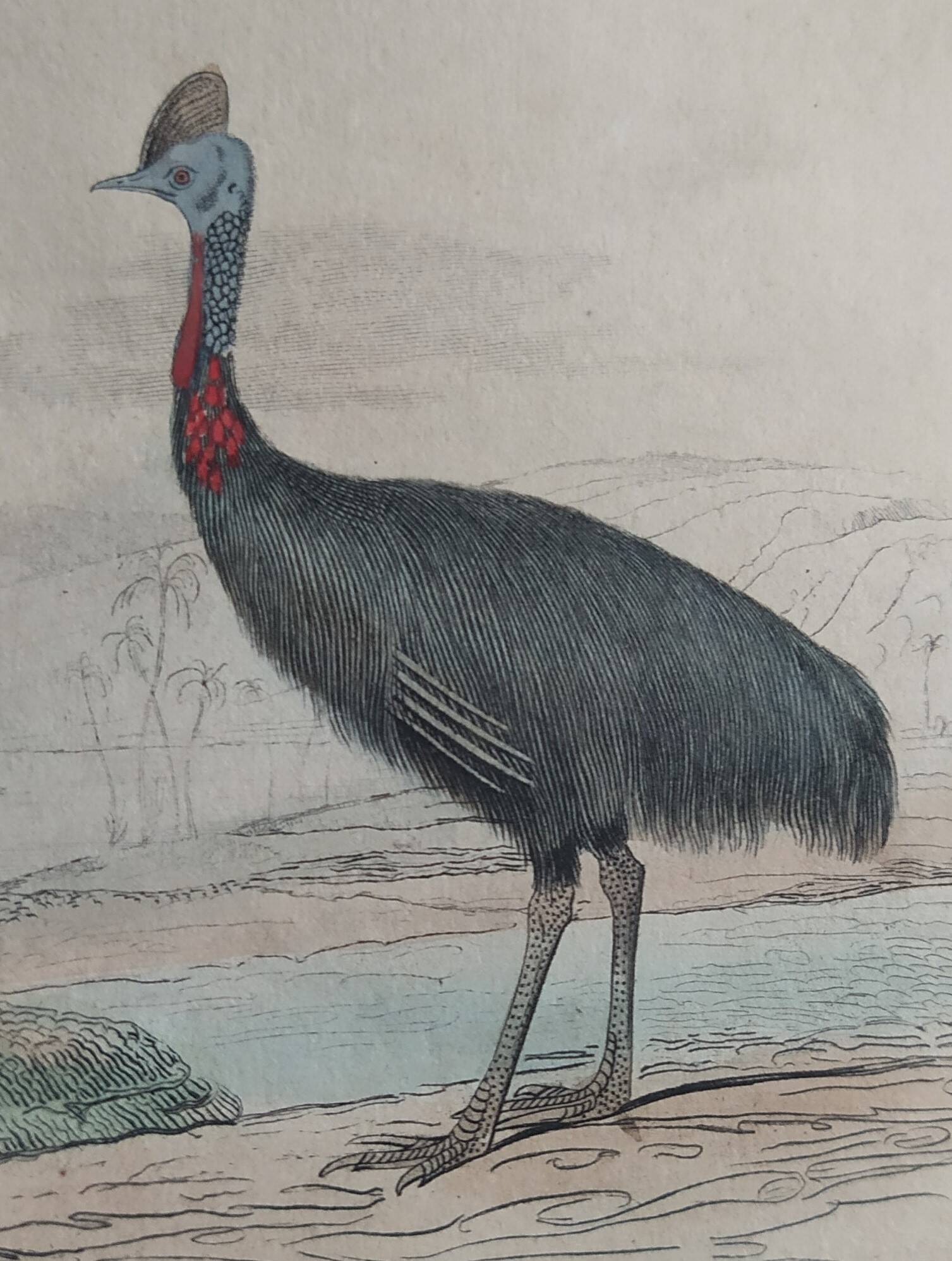 Planche Ornithologique Buffon 1838 "Autruche & Casoar"