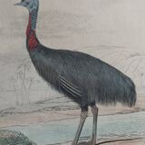 Ornithological Plate Buffon 1838 "Ostrich & Cassowary"