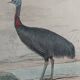 Planche Ornithologique Buffon 1838 "Autruche & Casoar"