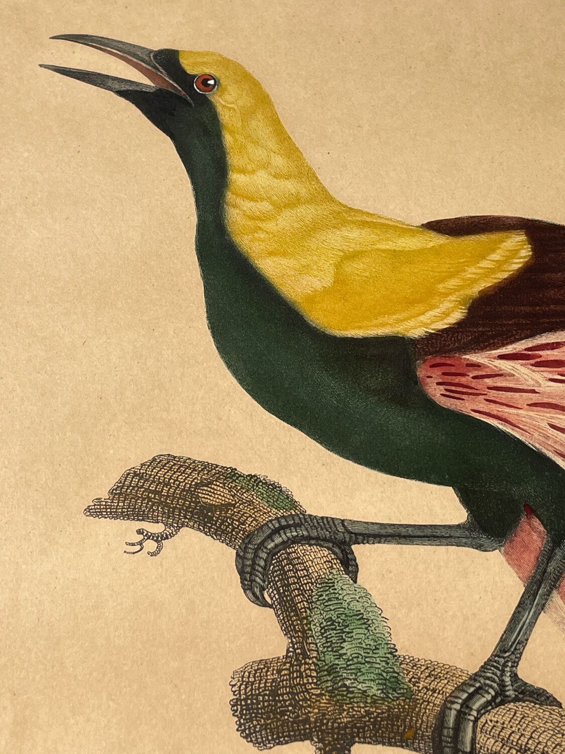 Large antique ornithological print after Barraband