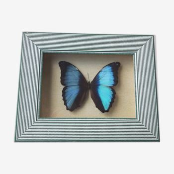 Cadre papillon bleu argenté cabinet de curiosité encadrement taxidermie