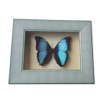 Frame butterfly silver blue cabinet of curiosity framing taxidermy