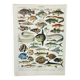 Old engraving 1898, Fish 1, marine animals • Lithograph, Original plate
