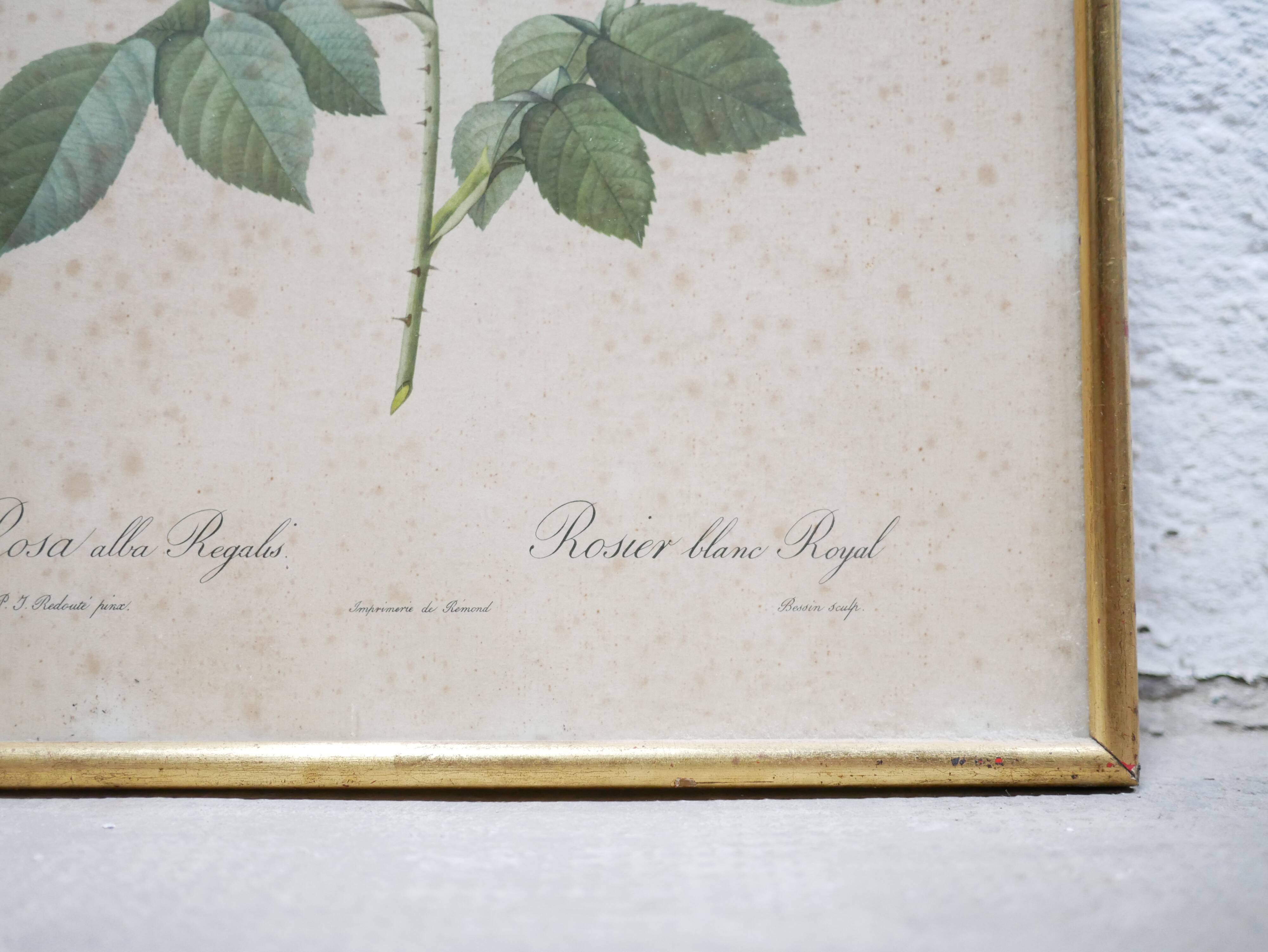 Vintage botanical poster Rosa alba Regalis by P.J.Redouté
