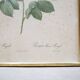 Vintage botanical poster Rosa alba Regalis by P.J.Redouté