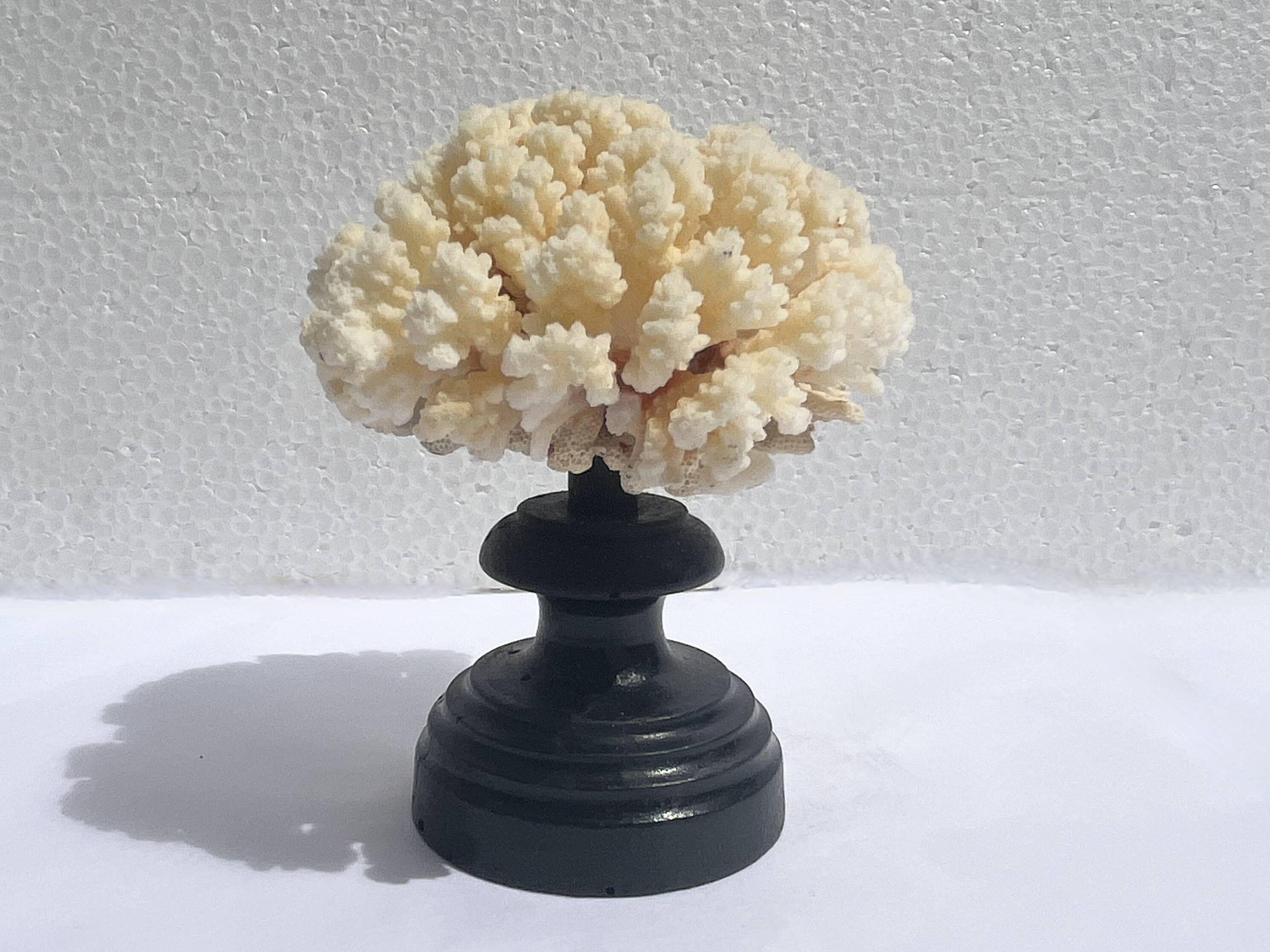 Natural white coral on wooden base turned Napoleon III 19th century cabinet of curiosities