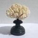Natural white coral on wooden base turned Napoleon III 19th century cabinet of curiosities