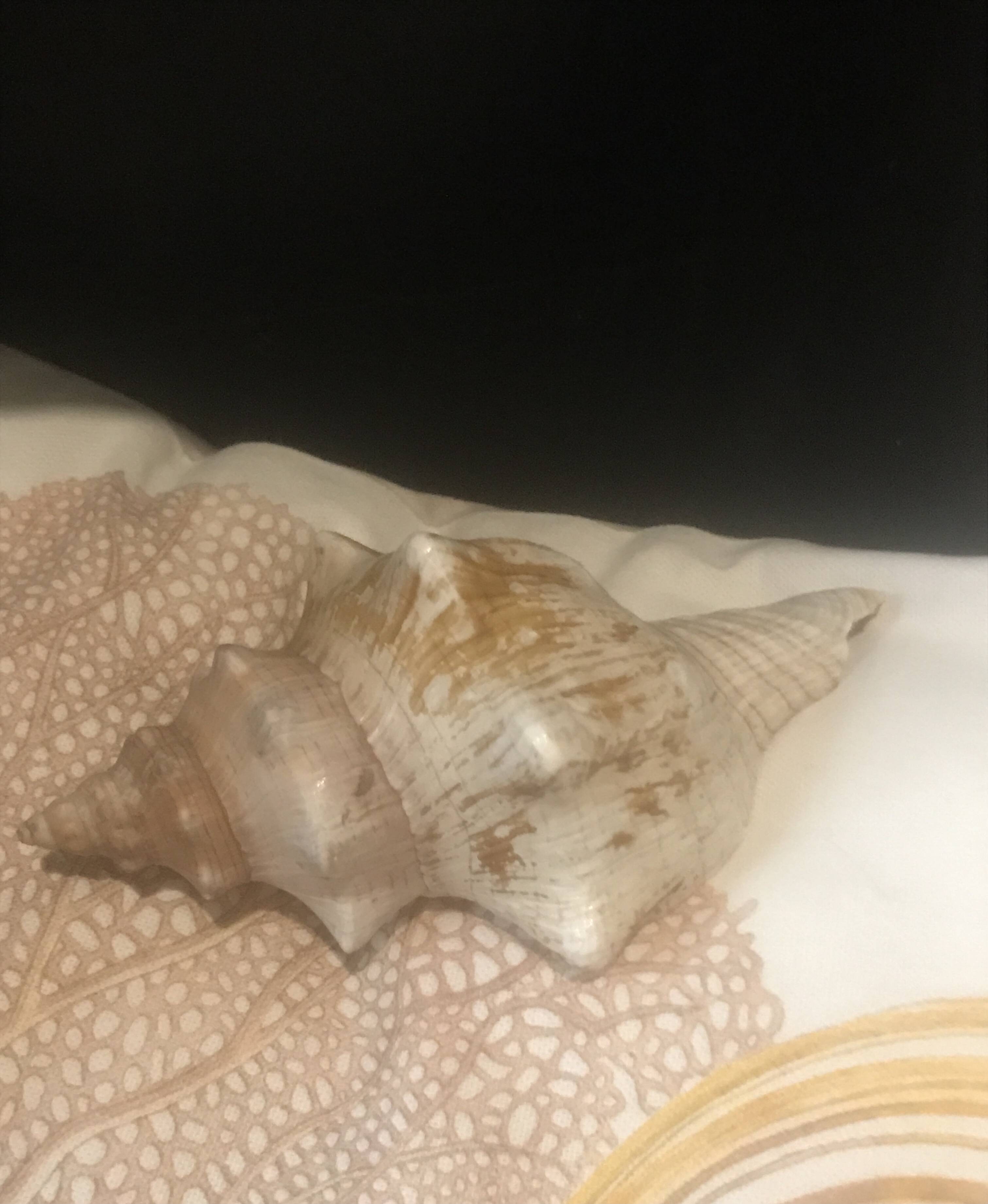 Comoros Conch Shell