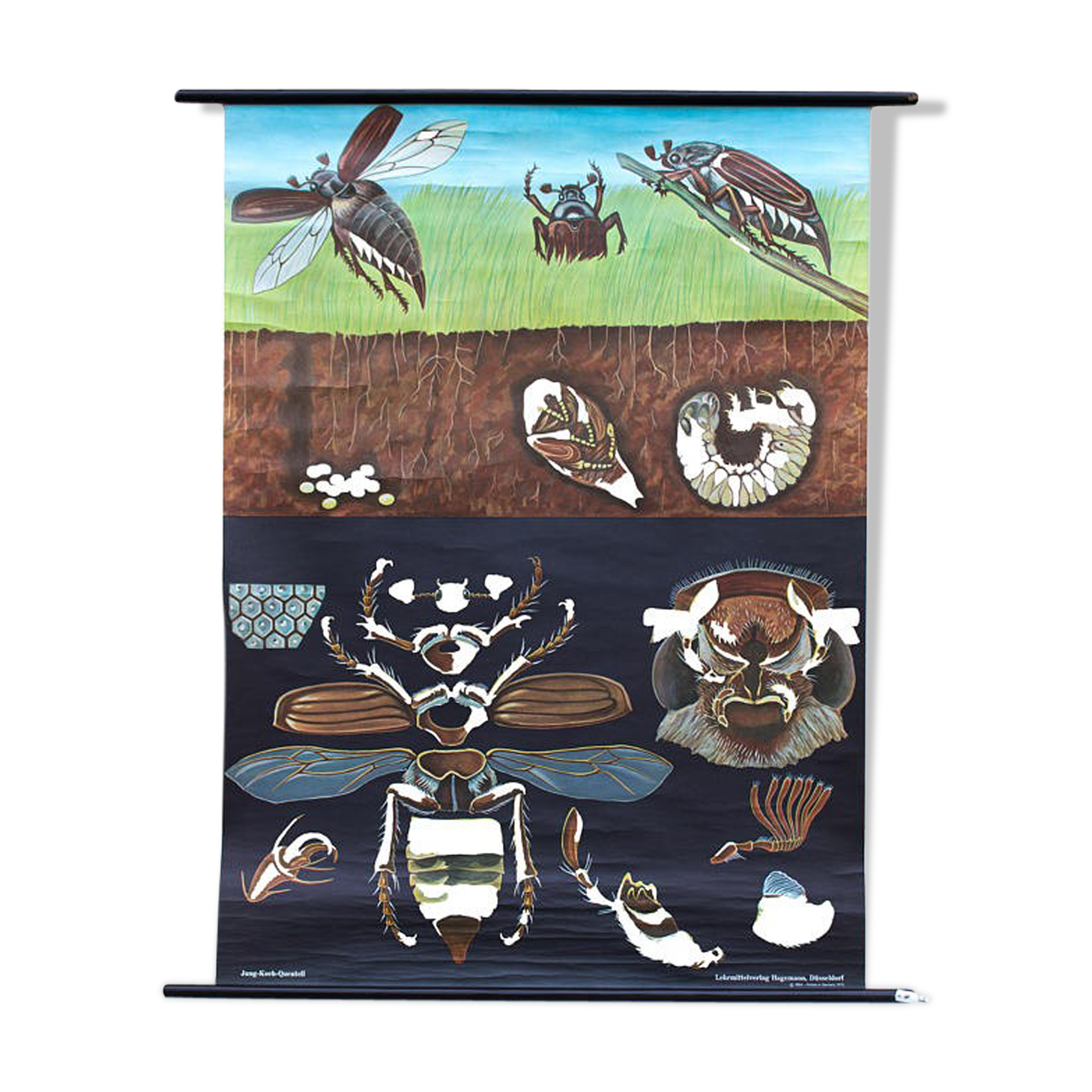 Poster of the Jung-Koch-Quentell School, May Beetle, 1973