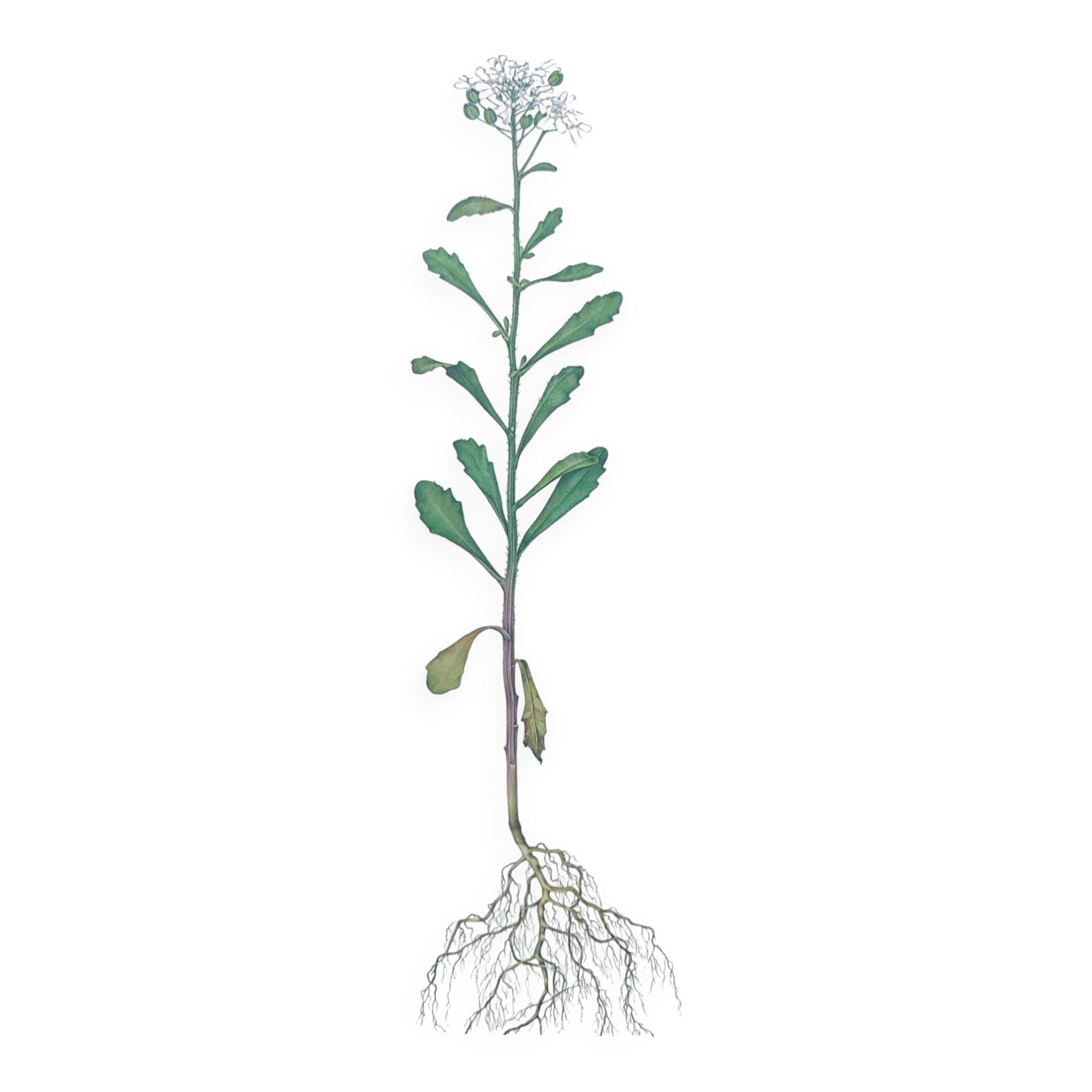 Vintage botanical plate from 1978 - Bitter Iberis - Wild plant illustration