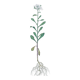 Vintage botanical plate from 1978 - Bitter Iberis - Wild plant illustration