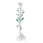Vintage botanical plate from 1978 - Bitter Iberis - Wild plant illustration