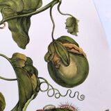 Vintage illustration. Passion flower by Merian - botanical plate