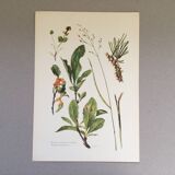 Botanical illustration Black rust mushroom 1969