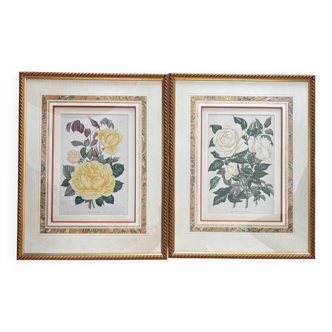 Deux gravures “rose madame Joseph” rose thé”