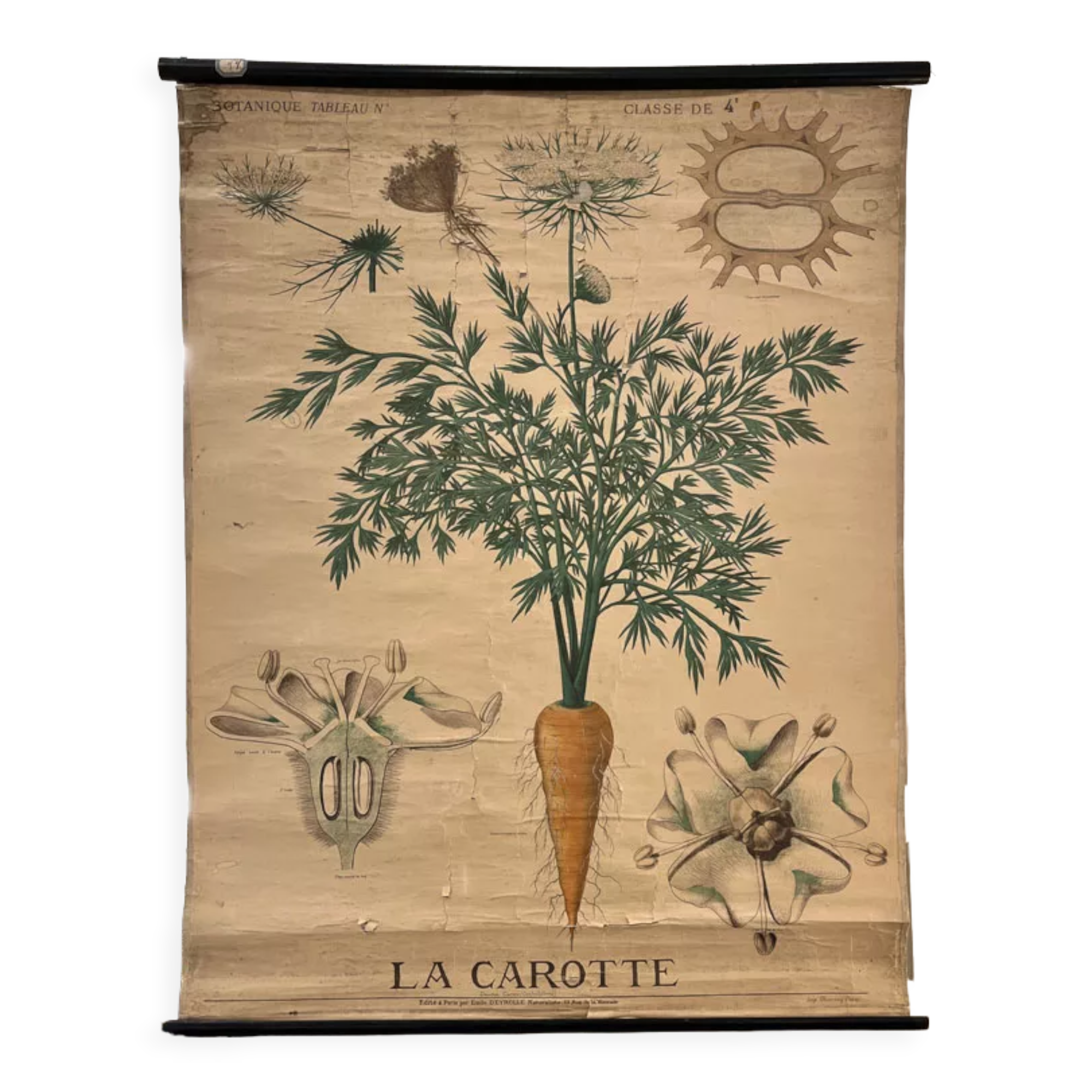 Old botanical plate of the house Deyrolle "The carrot"