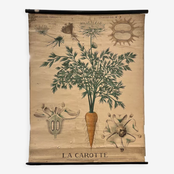 Old botanical plate of the house Deyrolle "The carrot"