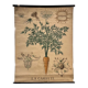 Old botanical plate of the house Deyrolle "The carrot"