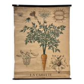 Old botanical plate of the house Deyrolle "The carrot"