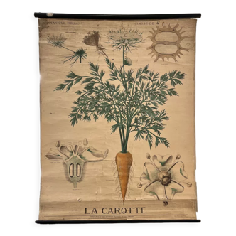 Old botanical plate of the house Deyrolle "The carrot"