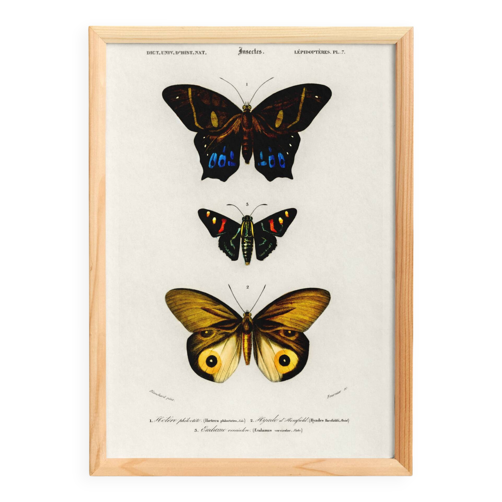 Poster about exotic butterflies, based on an old engraving from 1849.
