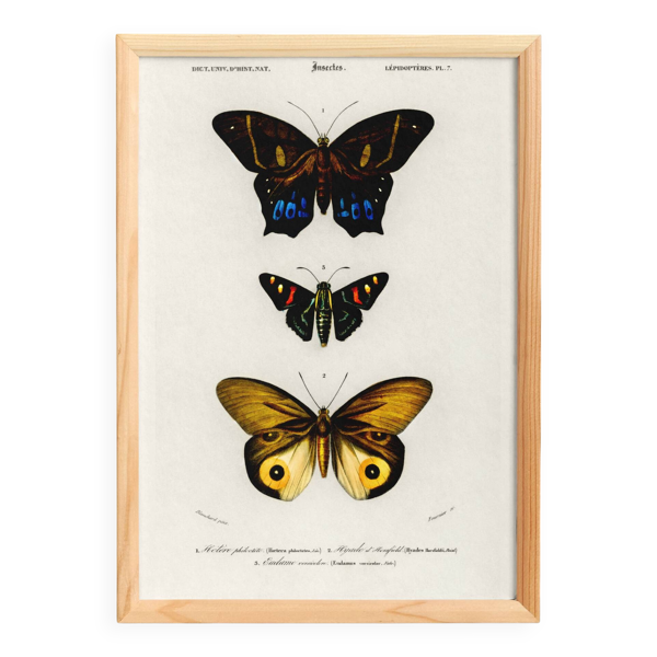 Affiche sur les papillons exotiques, d’après une gravure ancienne de 1849.
