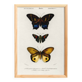 Poster about exotic butterflies, based on an old engraving from 1849.