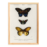 Poster about exotic butterflies, based on an old engraving from 1849.